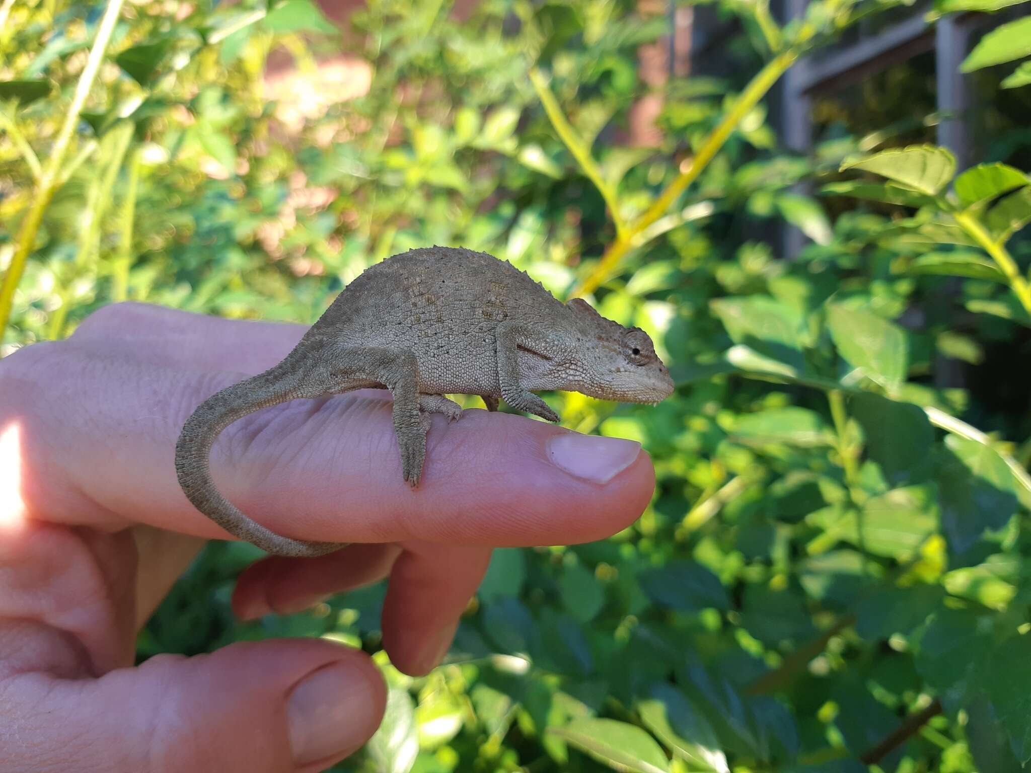 Image of Dhlinza Dwarf Chameleon