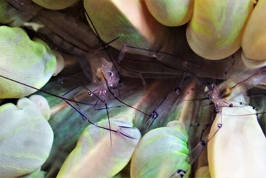 Image of Bubble coral shrimp