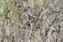 Image of California Gnatcatcher