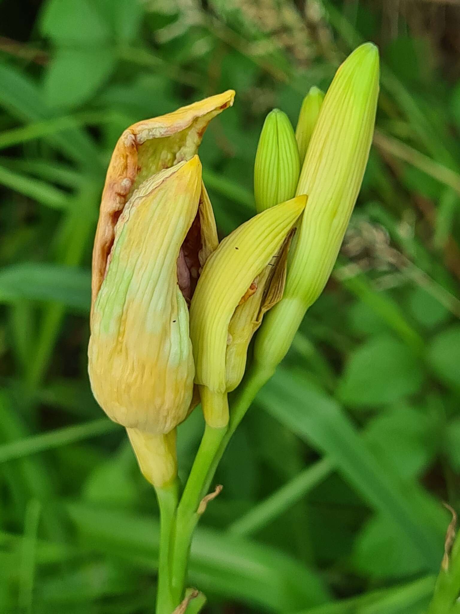 Imagem de Contarinia quinquenotata (Low 1888)