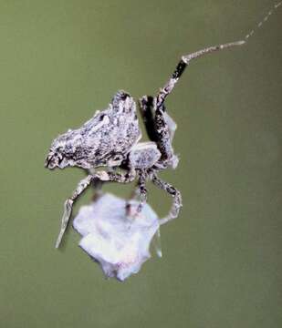 Image of Philoponella congregabilis (Rainbow 1916)