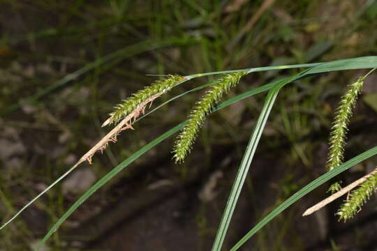 Carex aethiopica Schkuhr resmi