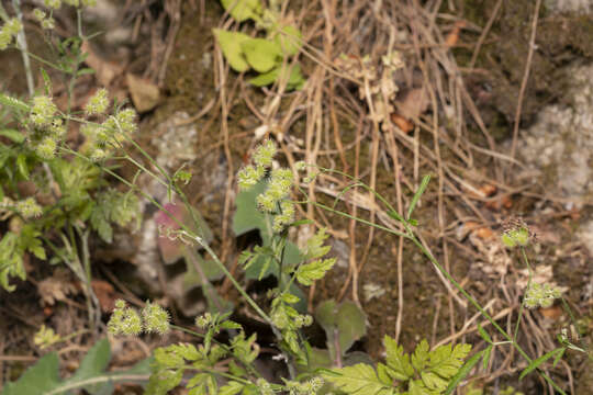 Imagem de Torilis leptophylla (L.) Rchb. fil.