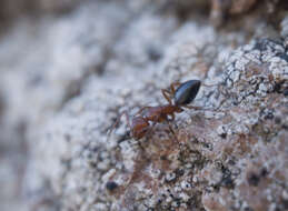 Image of Camponotus bakeri Wheeler 1904