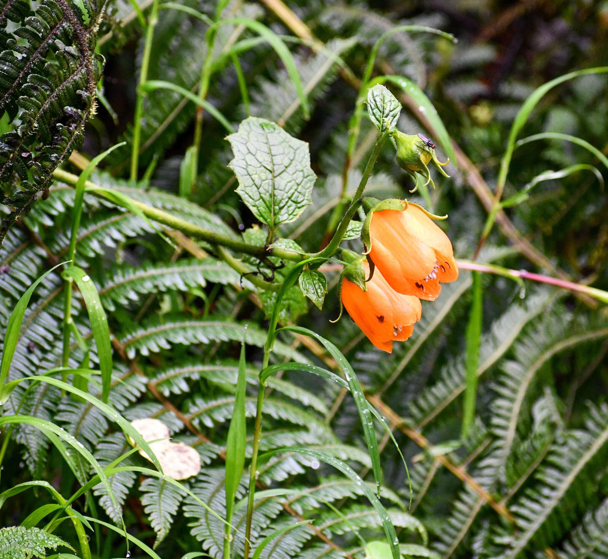 Nasa grandiflora (Lam.) Weigend resmi