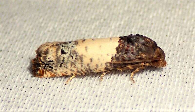 Image of Goldenrod Gall Moth