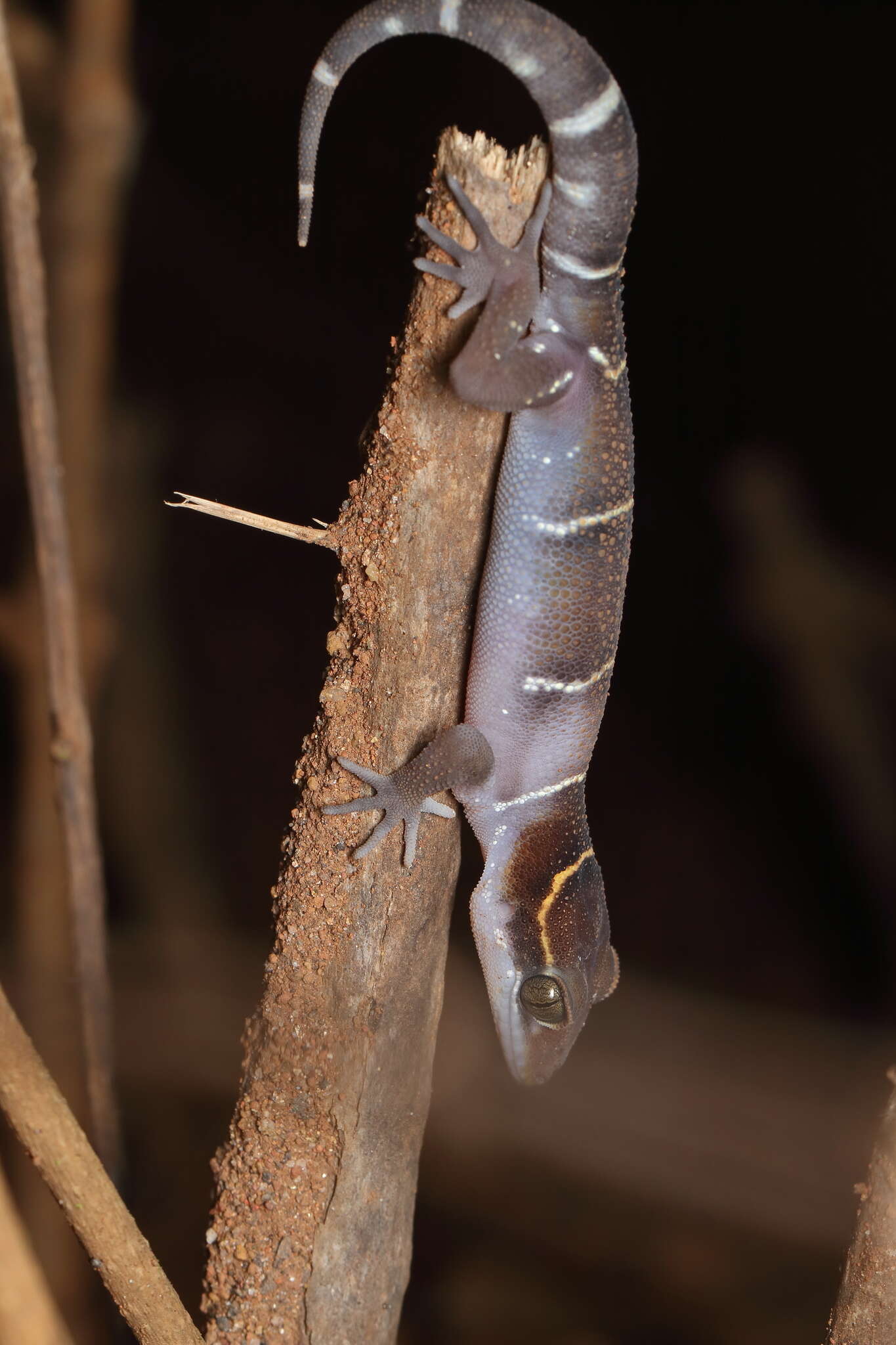 Image of Boulenger’s Indian Gecko