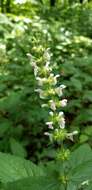 Image of Stachys iltisii J. B. Nelson