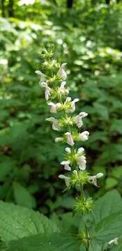 Image of Stachys iltisii J. B. Nelson