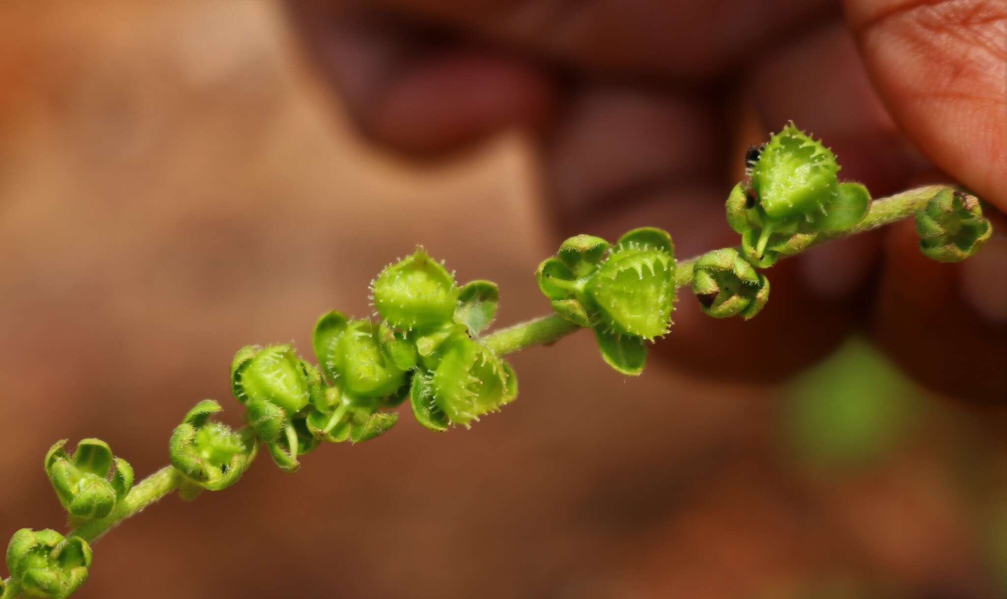 Image of Cynoglossum coelestinum Lindl.