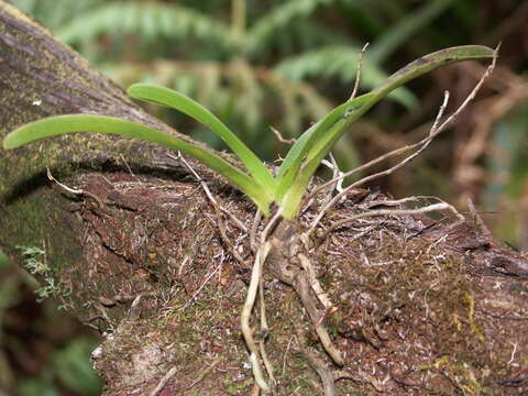 Image de Angraecum striatum Thouars