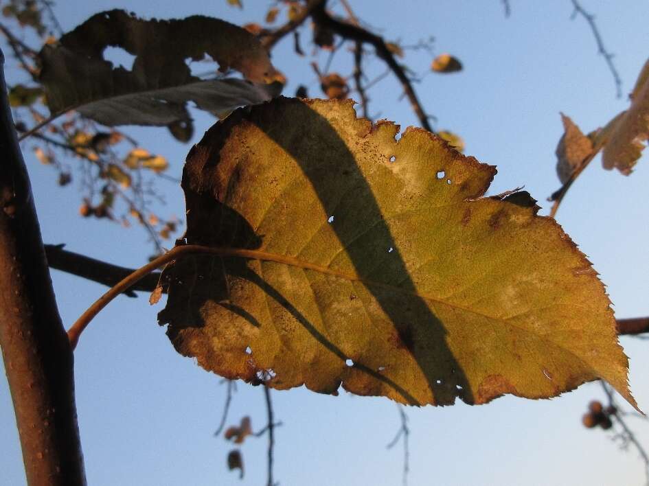 Plancia ëd Pyrus pyrifolia (Burm. fil.) Nakai