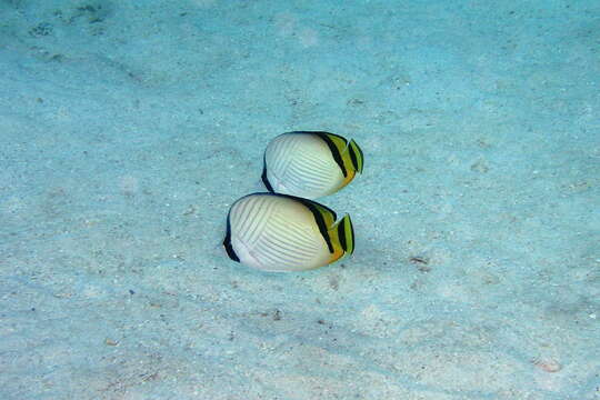 Image of Butterfly fish