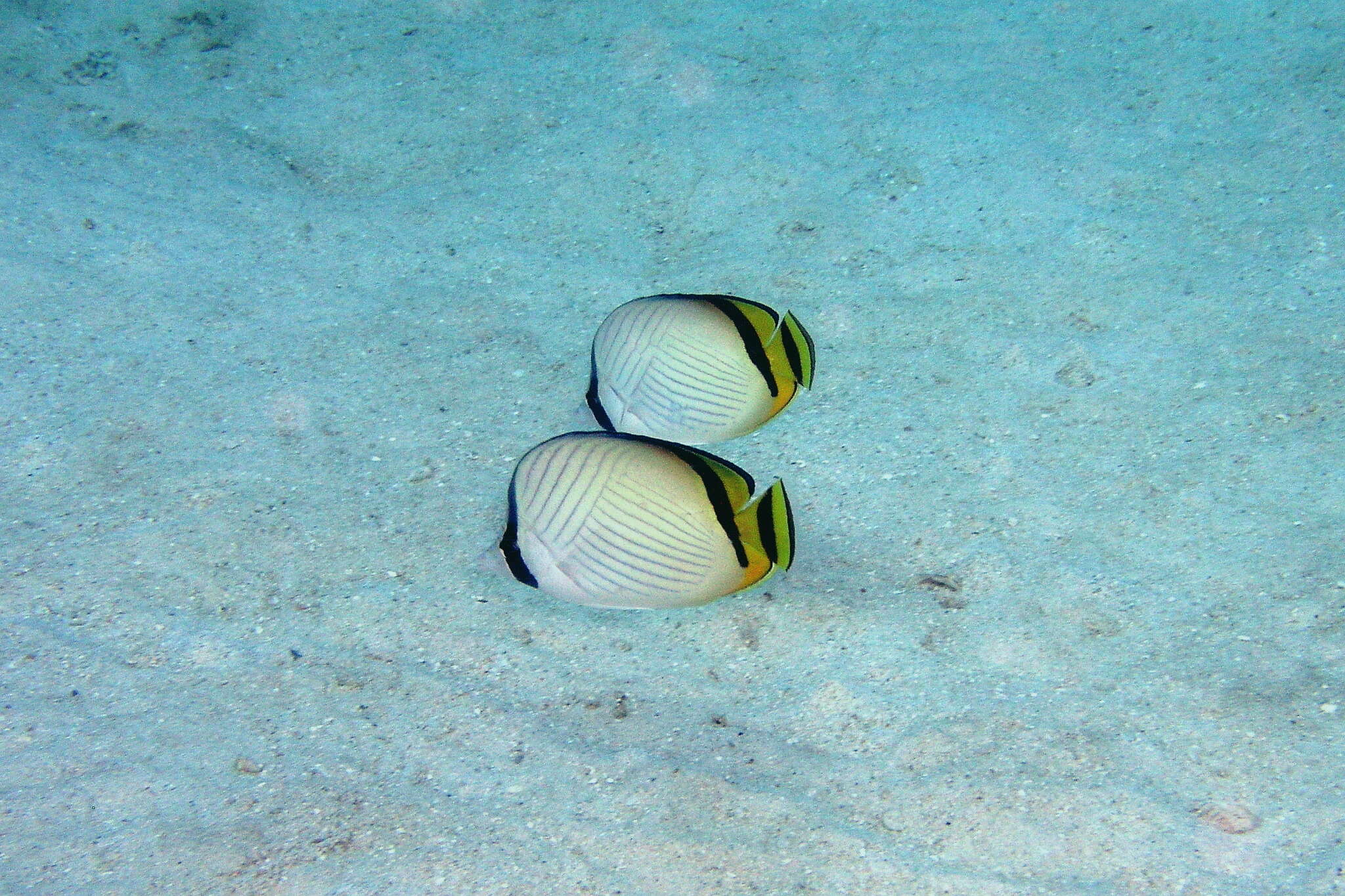 Image of Butterfly fish