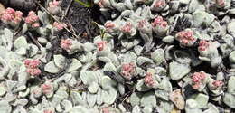 Image de Helichrysum rotundifolium (Thunb.) Less.