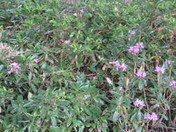 Image of Rhododendron ponticum subsp. ponticum