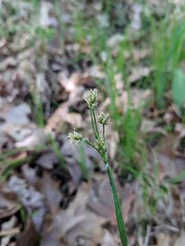 Image of common woodrush