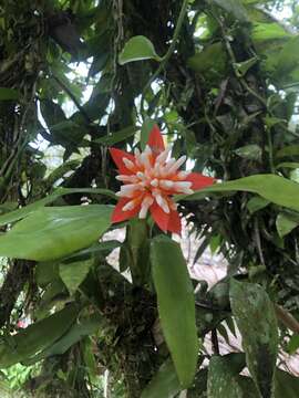 Image of Aechmea corymbosa (Mart. ex Schult. & Schult. fil.) Mez