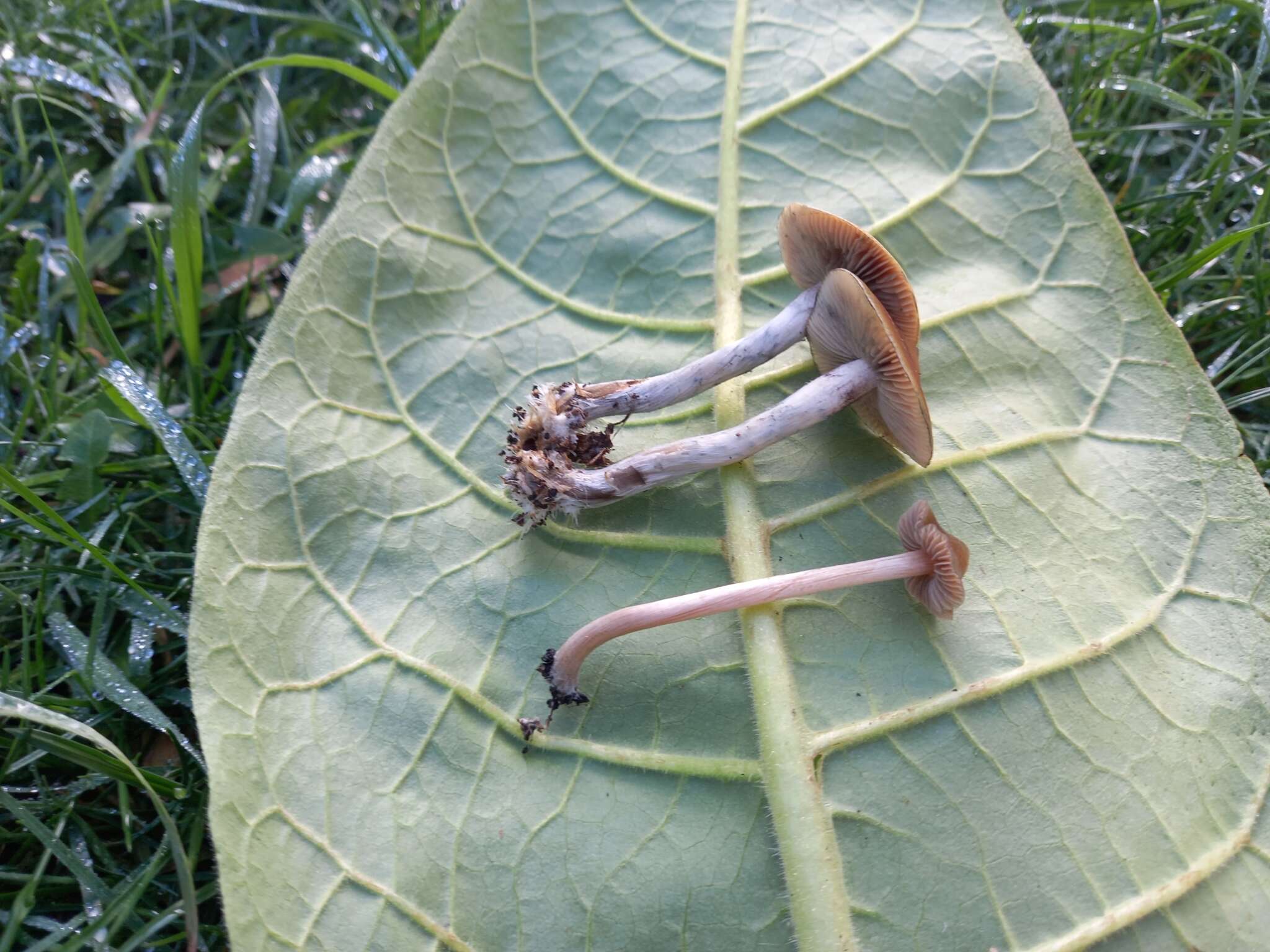 Image of Psilocybe tasmaniana Guzmán & Watling 1978