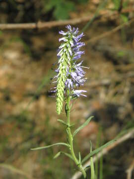 Sivun Veronica spicata subsp. paczoskiana (Klokov) Kosachev kuva