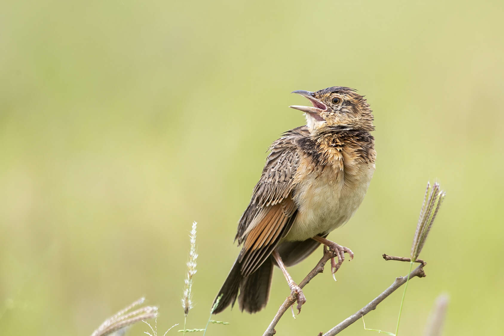 Image of Red-winged Bush Lark