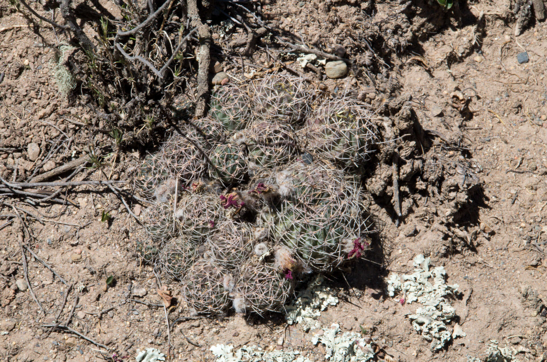 Echinopsis backebergii Werderm. resmi