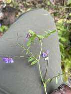 Image of Louisiana vetch