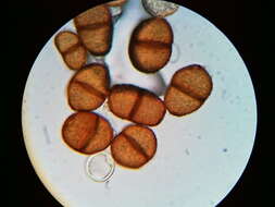 Imagem de Puccinia orbicula Peck & Clinton 1878