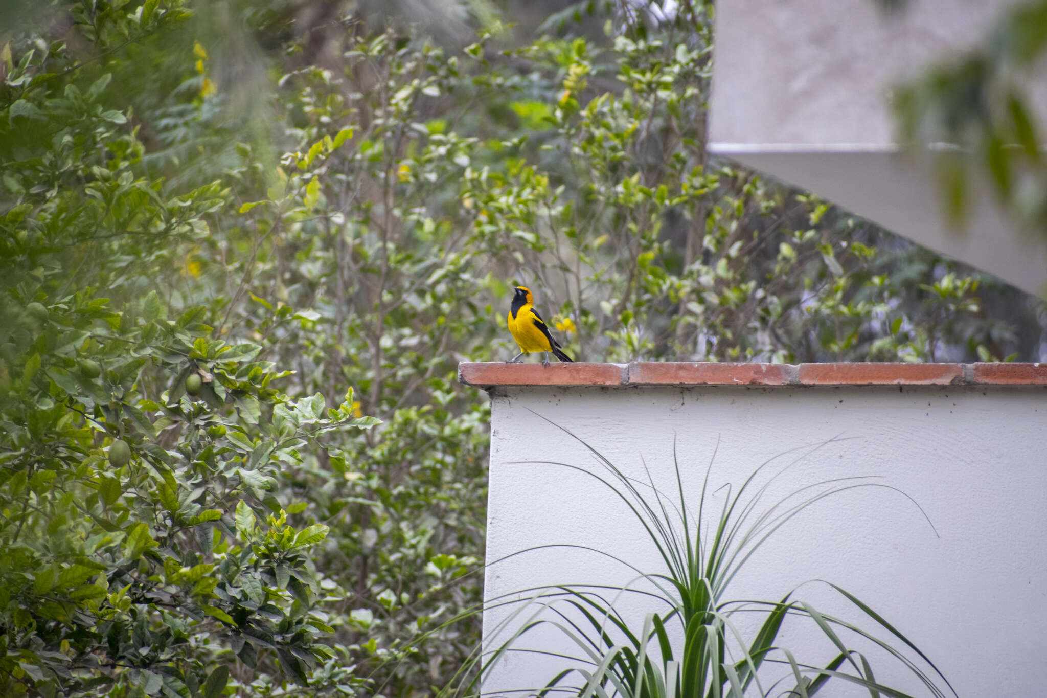 Image of White-edged Oriole