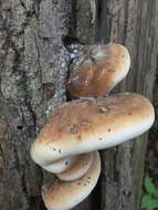 Image of Late fall polypore