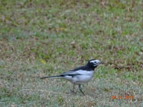 Image of Motacilla alba alboides Hodgson 1836