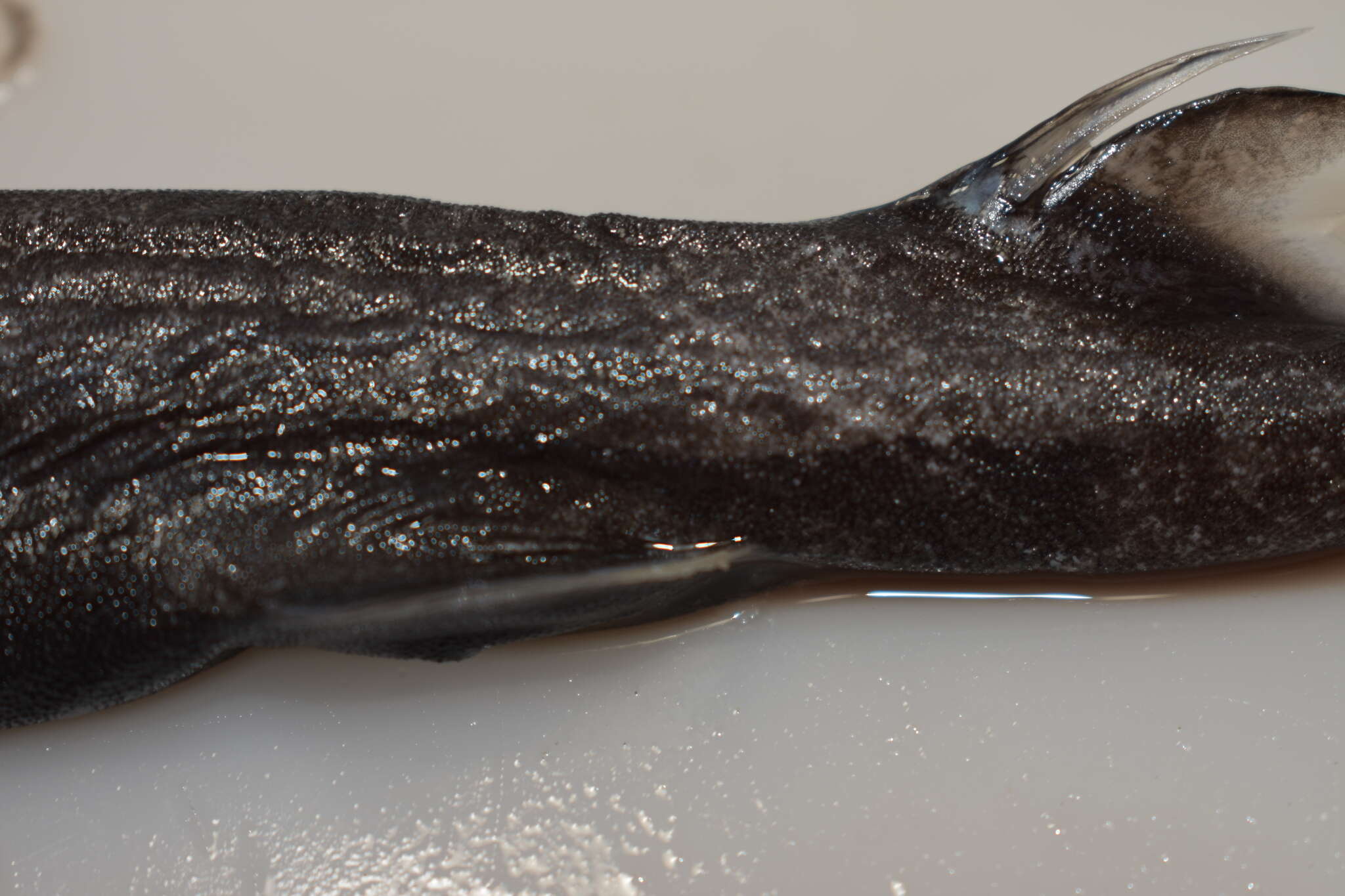 Image of Smooth Lanternshark