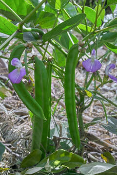 Image of wonderbean