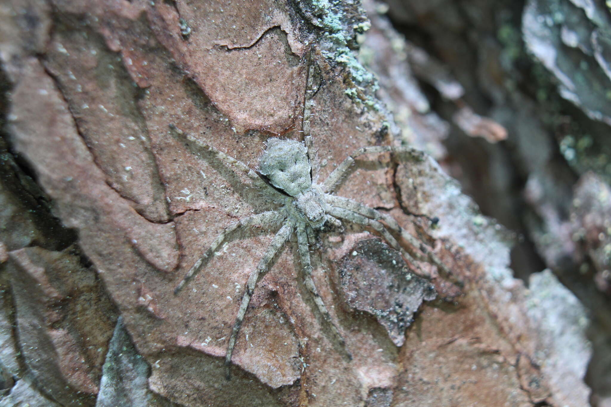 Image of Philodromus margaritatus (Clerck 1757)