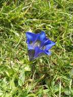 Image of Gentiana alpina Vill.