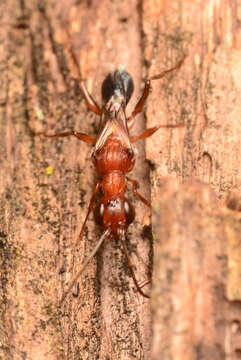 Image of Ampulex ferruginea Bradley 1934