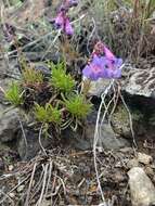 Image of stiffleaf penstemon