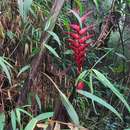 صورة Heliconia ramonensis G. S. Daniels & F. G. Stiles