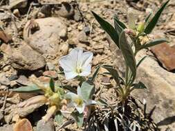 Convolvulus lineatus L. resmi