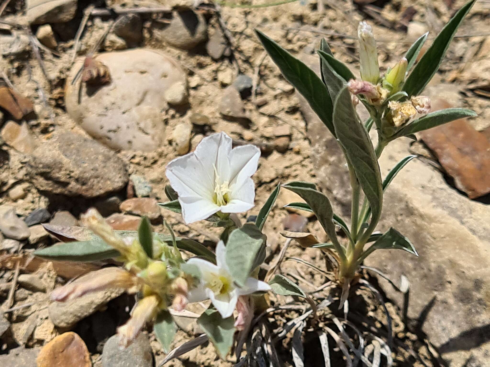 Image of Convolvulus lineatus L.