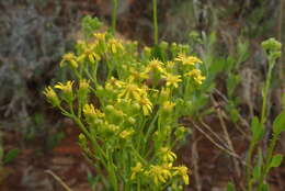 Plancia ëd Senecio microglossus DC.