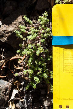 Image of Galium hardhamiae Dempster