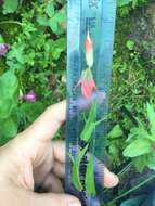 Image of Henry Indian paintbrush