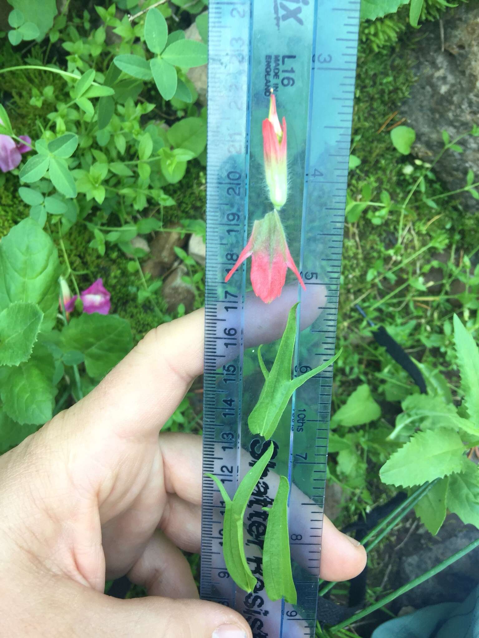 Image of Henry Indian paintbrush