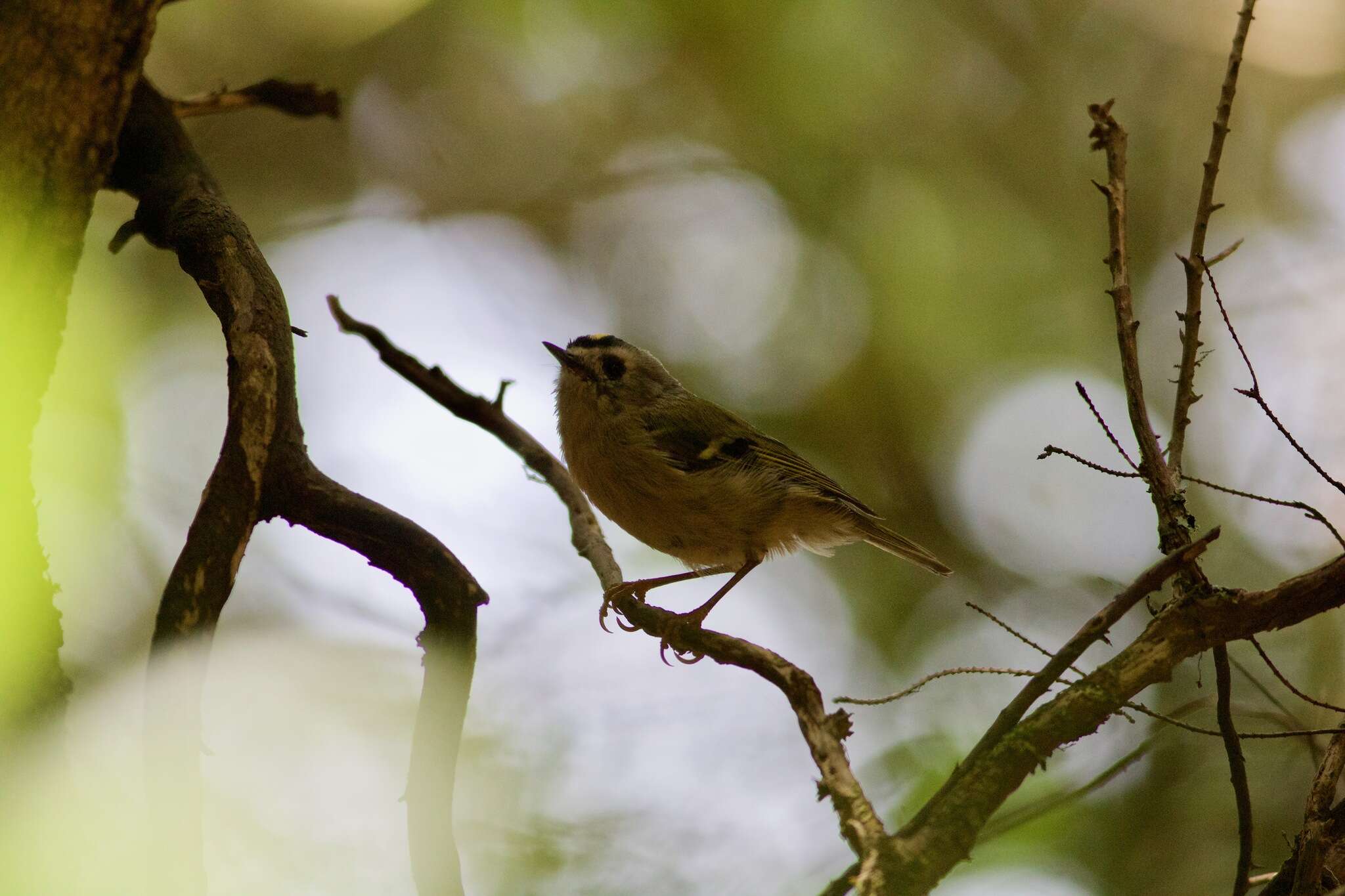 Image de Regulus regulus teneriffae Seebohm 1883