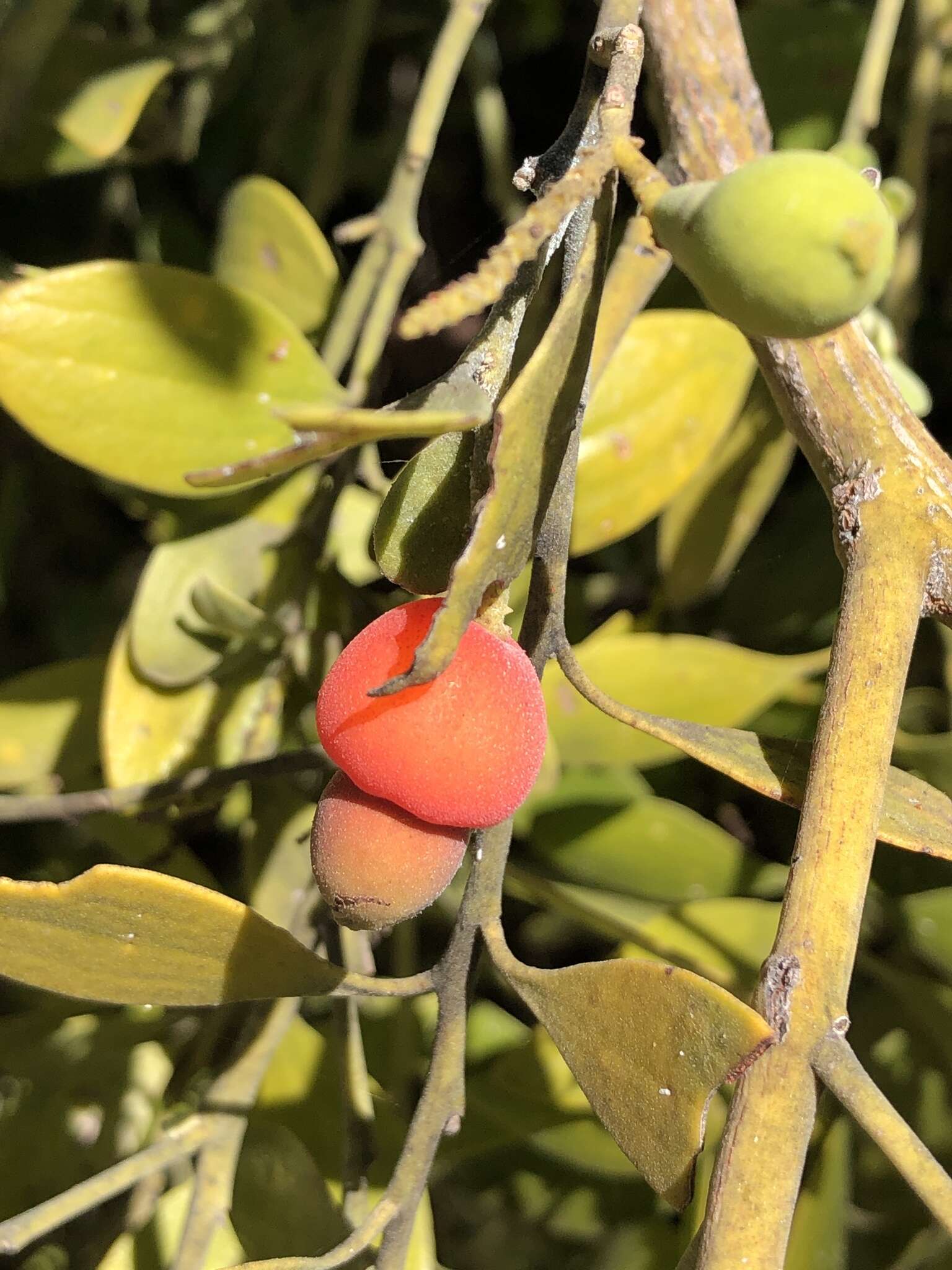 Image of Exocarpos latifolius R. Br.