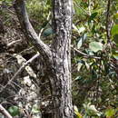 Image of Eucalyptus scopulorum K. D. Hill