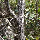 Imagem de Eucalyptus scopulorum K. D. Hill