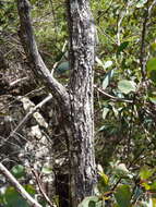 Image de Eucalyptus scopulorum K. D. Hill