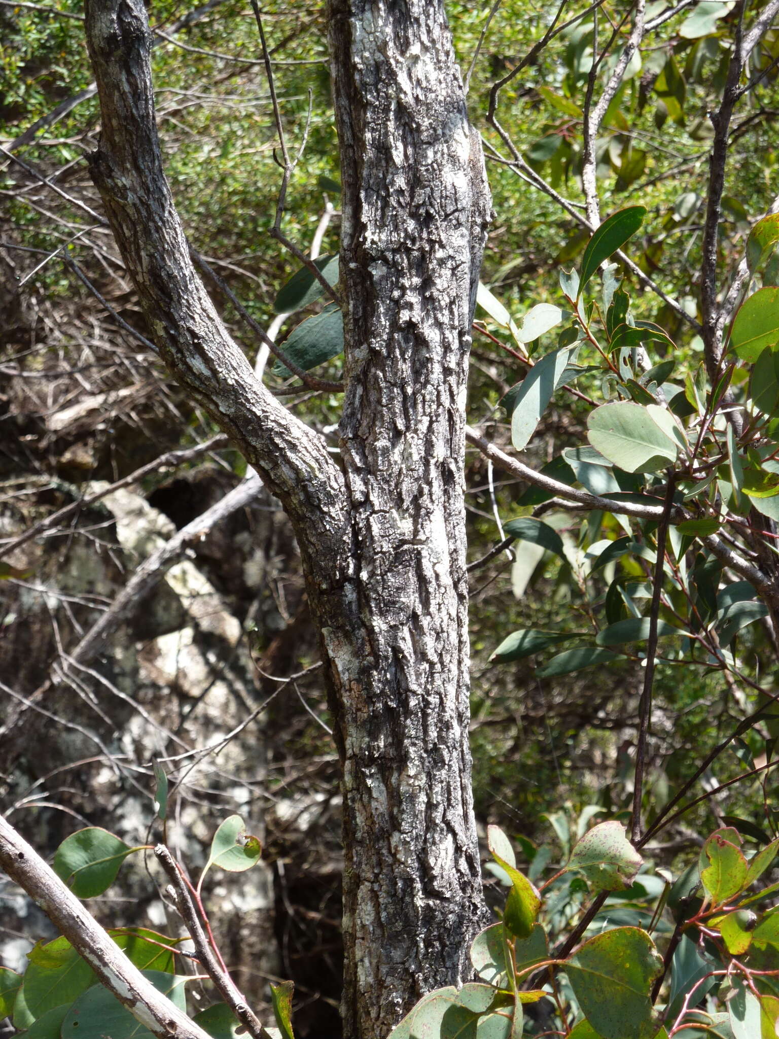 Image of Eucalyptus scopulorum K. D. Hill